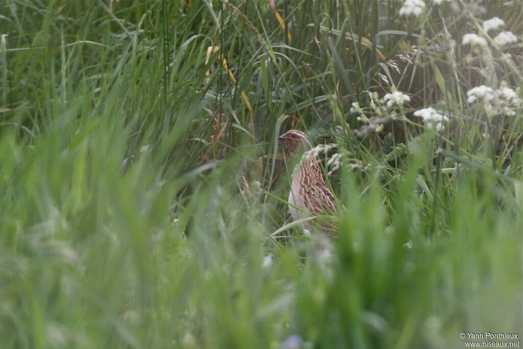 Common Quail