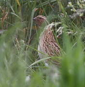 Common Quail