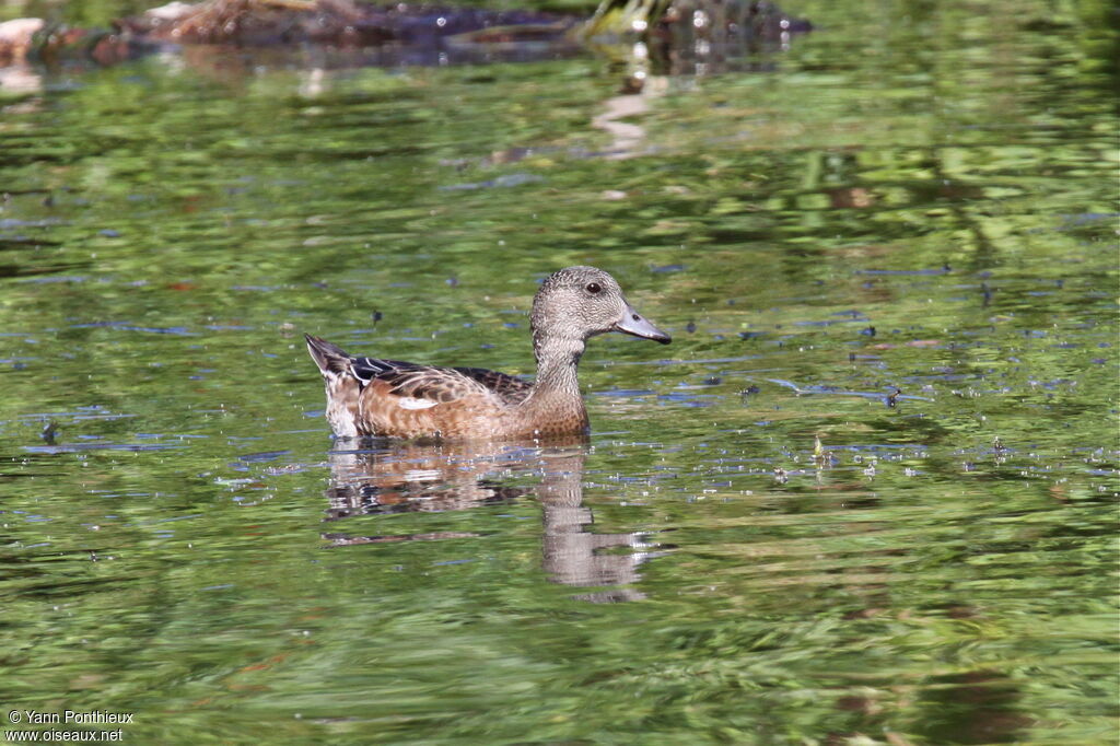 Canard à front blanc