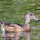 Canard à front blanc