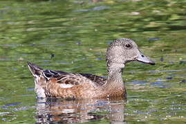 Canard à front blanc