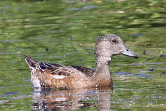 Canard à front blanc