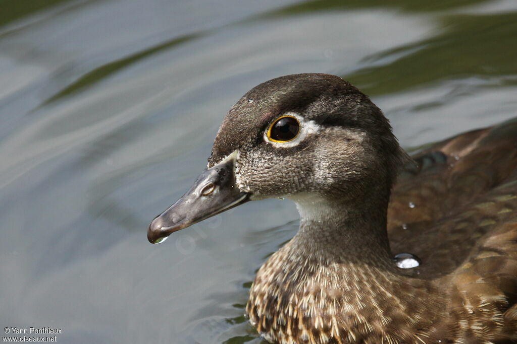 Canard carolin femelle