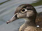 Canard carolin