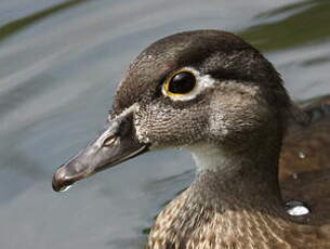 Canard carolin