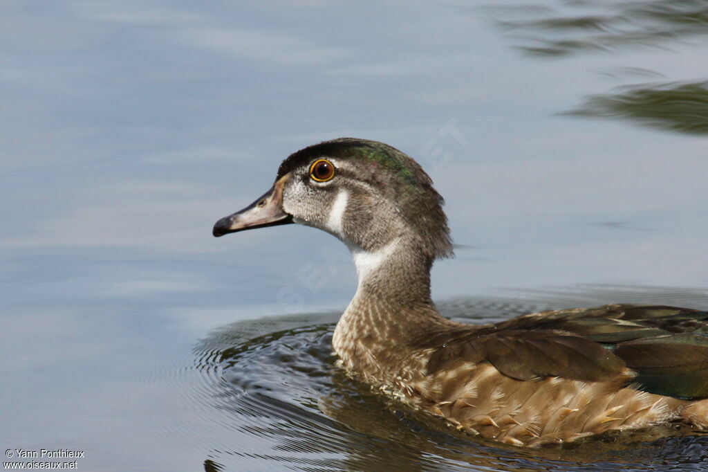 Canard carolin mâle