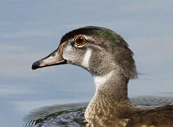 Canard carolin