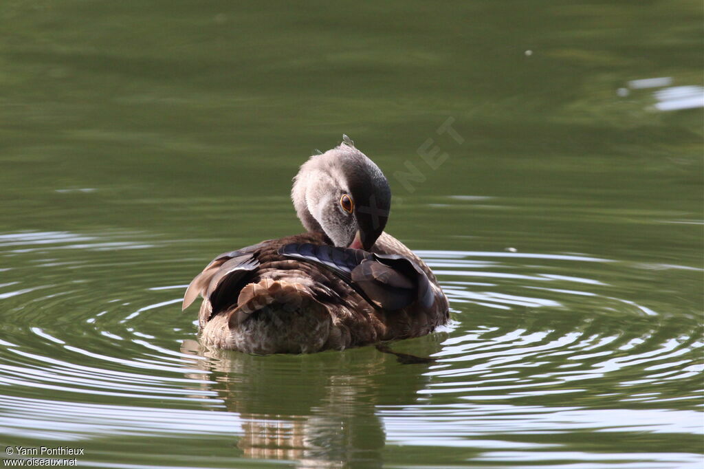 Canard carolin mâle