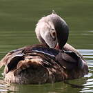 Canard carolin