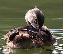 Wood Duck