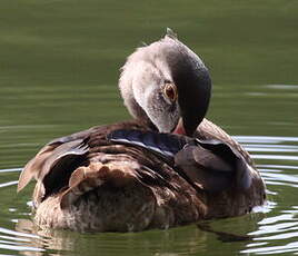 Canard carolin