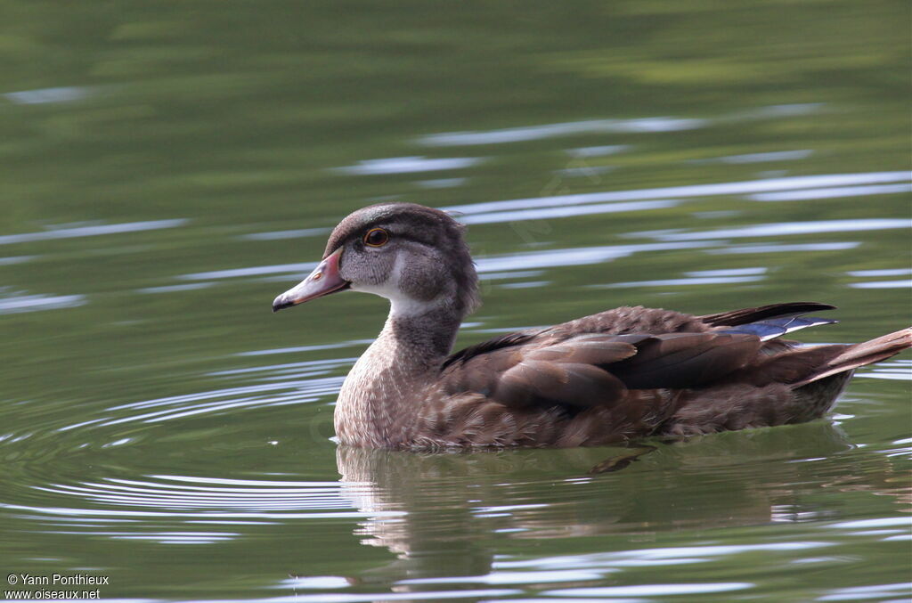 Canard carolin mâle