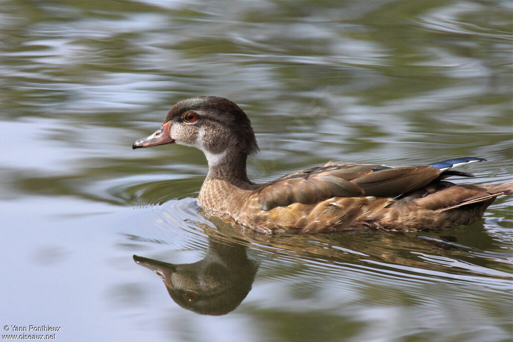 Canard carolin mâle