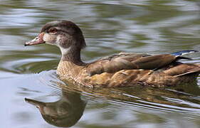 Canard carolin