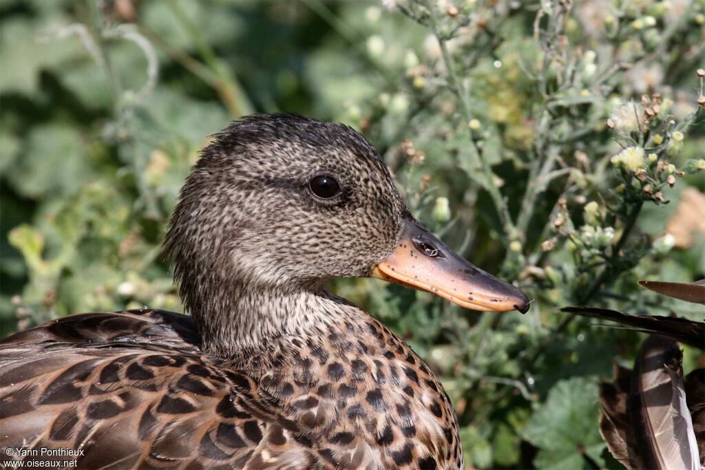 Canard chipeau femelle adulte