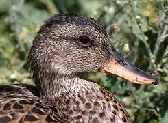 Gadwall