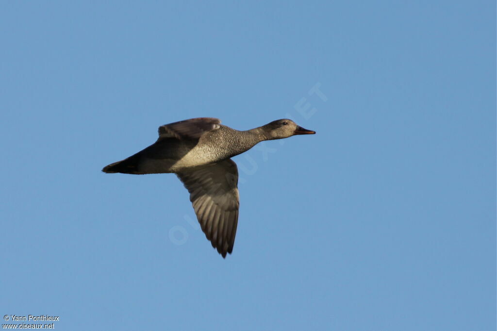 Canard chipeau mâle adulte nuptial