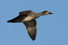 Gadwall