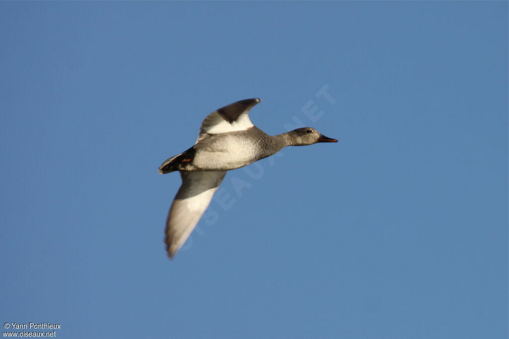 Gadwall male adult breeding, Flight