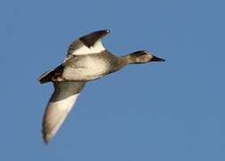 Gadwall