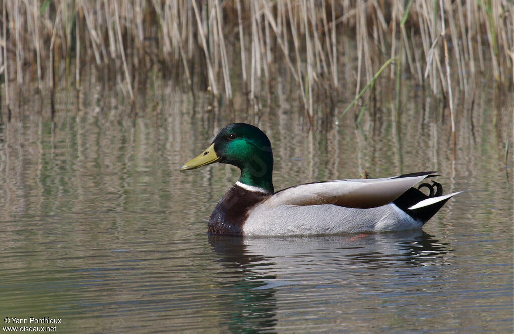 Canard colvert mâle adulte