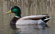 Canard colvert