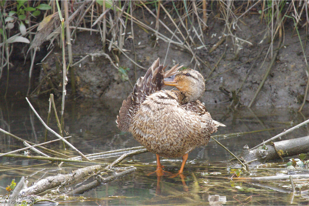 Canard colvert femelle