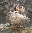 Canard colvert