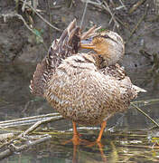 Canard colvert