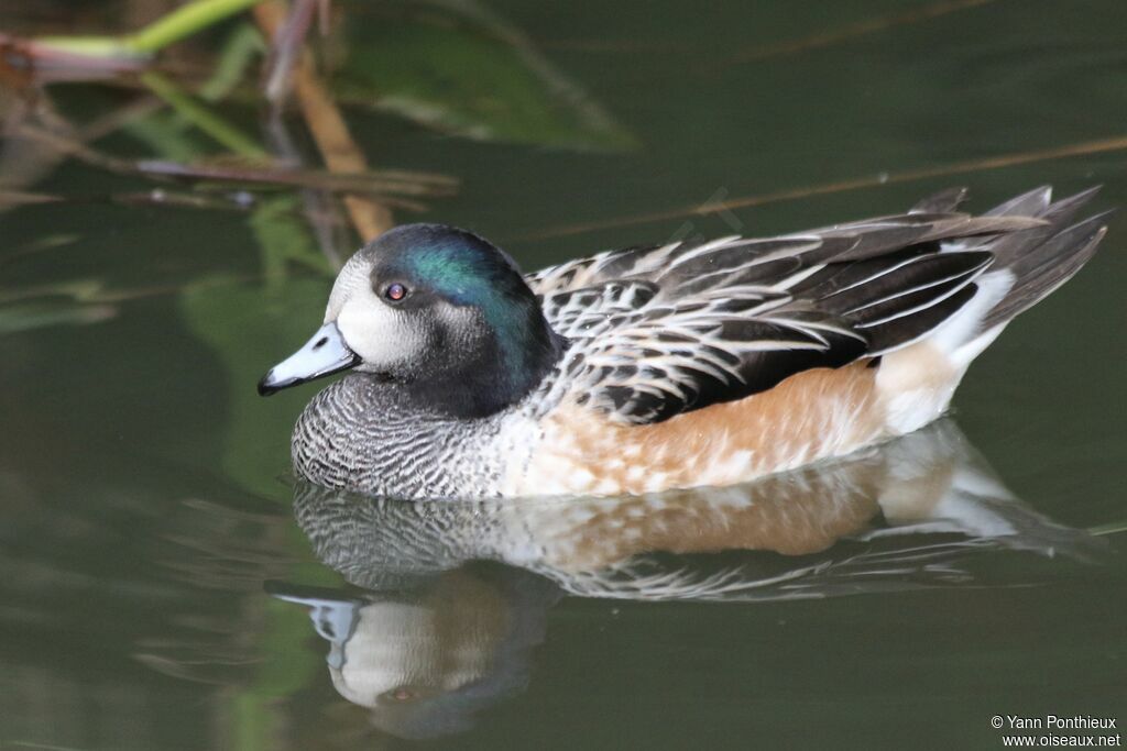 Canard de Chiloé