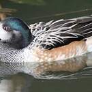 Canard de Chiloé
