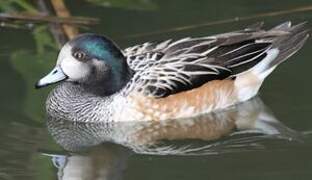 Chiloe Wigeon