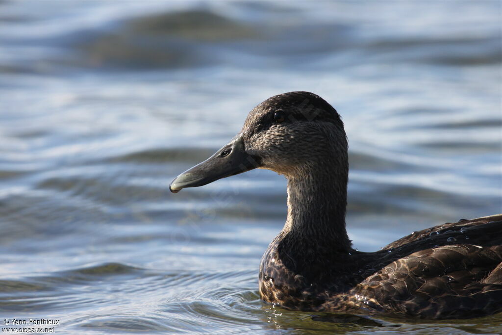 Canard noir