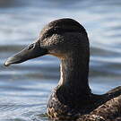 Canard noir