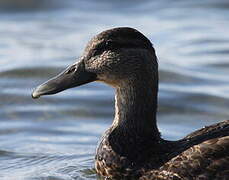 American Black Duck