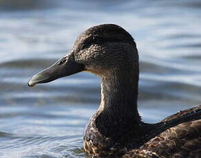 Canard noir