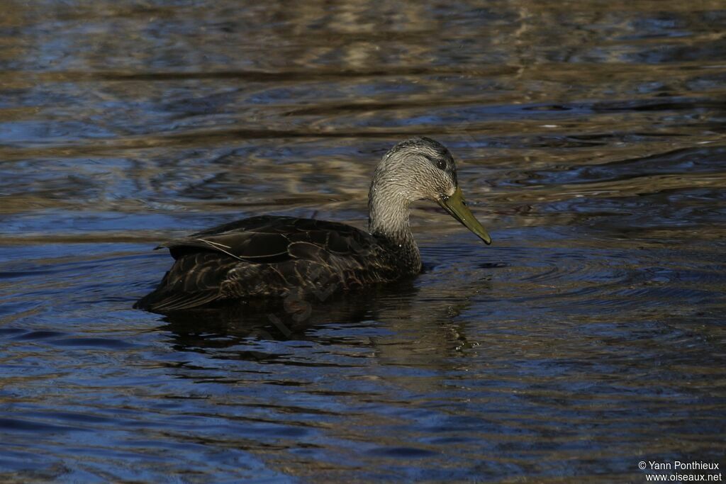 Canard noir