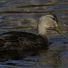 Canard noir