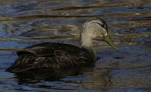 Canard noir