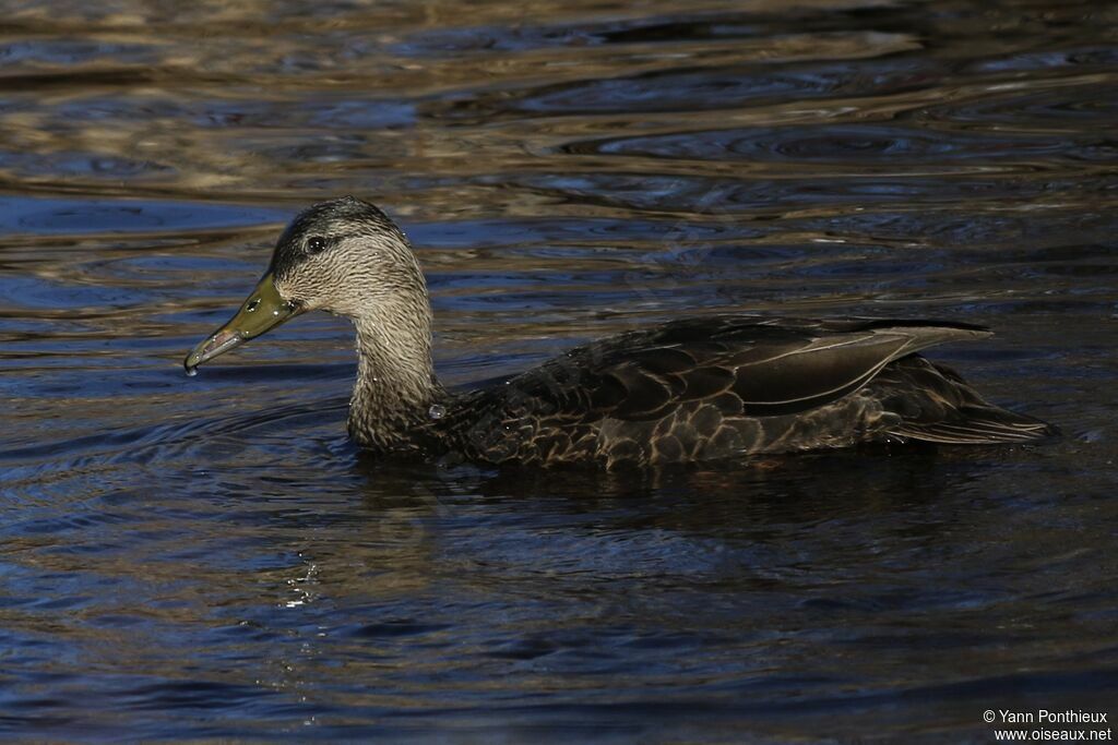 Canard noir