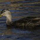 Canard noir
