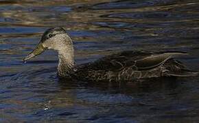 Canard noir