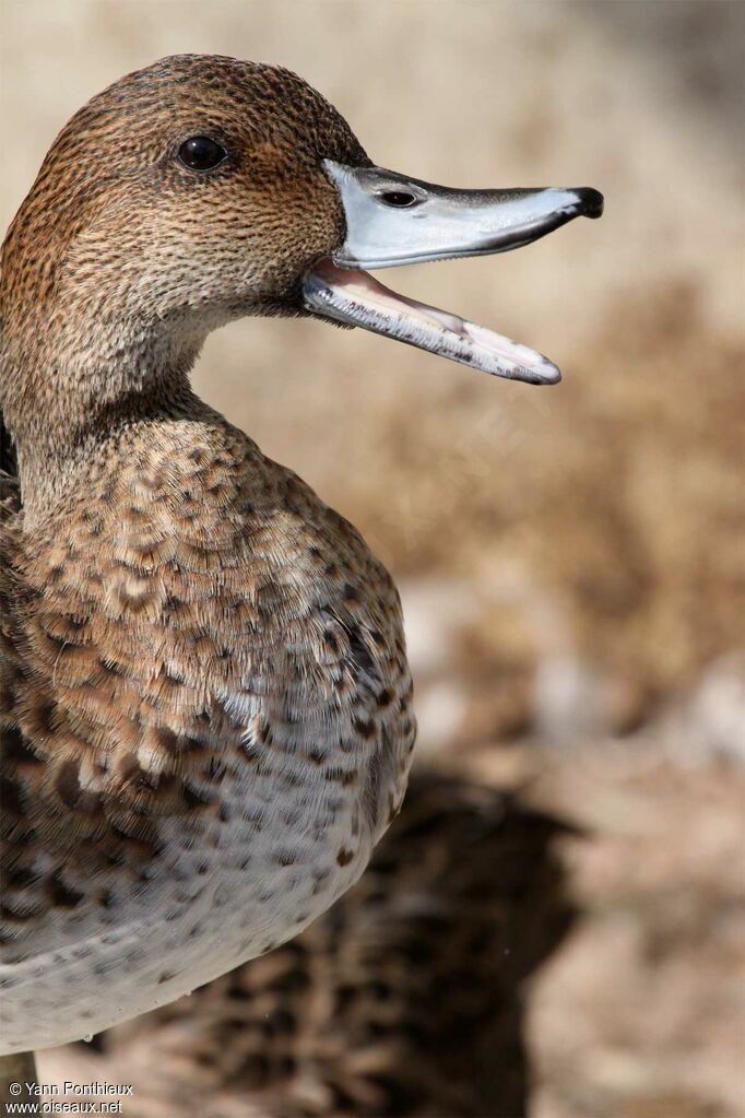 Canard pilet mâle adulte