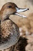 Northern Pintail