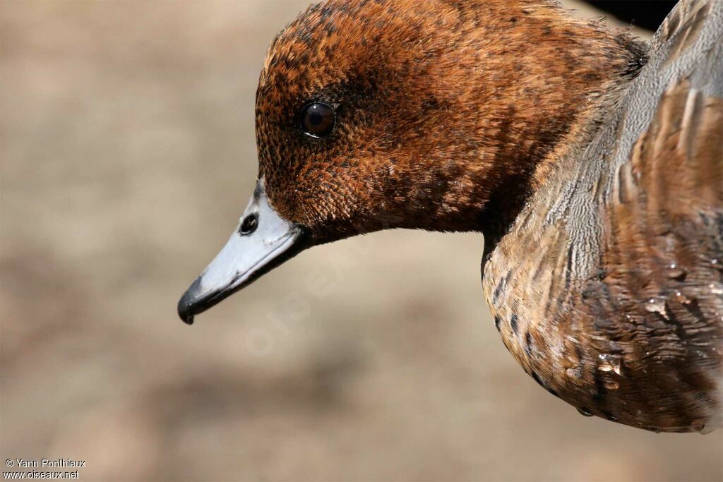 Canard siffleur