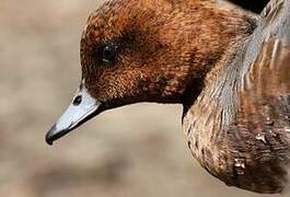 Eurasian Wigeon