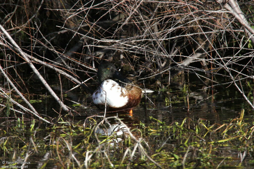 Canard souchet mâle