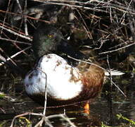 Canard souchet