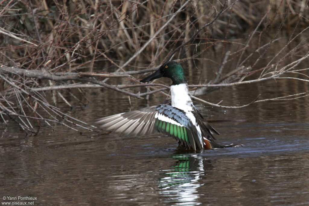 Canard souchet mâle adulte