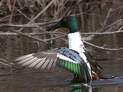 Northern Shoveler